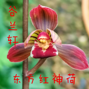 墨兰年宵花老种 东方红神荷 兰花苗带花苞浓香型花卉室内好养绿植