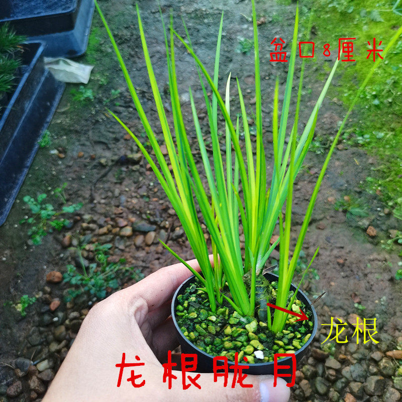 特价正宗龙根黄金胧月水菖蒲草盆景龟池水培附石室内好养易活盆栽