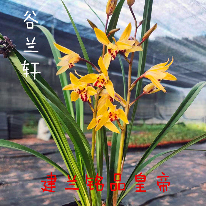 建兰四季兰转色黄花铭品皇帝兰花苗带花苞浓香型花卉室内新手好养