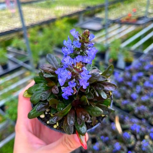 带花苞姬十二单筋骨草草皮绿化苗