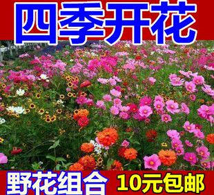 野花种子组合草花种子混色高杆矮杆波斯菊种子格桑花种子包邮