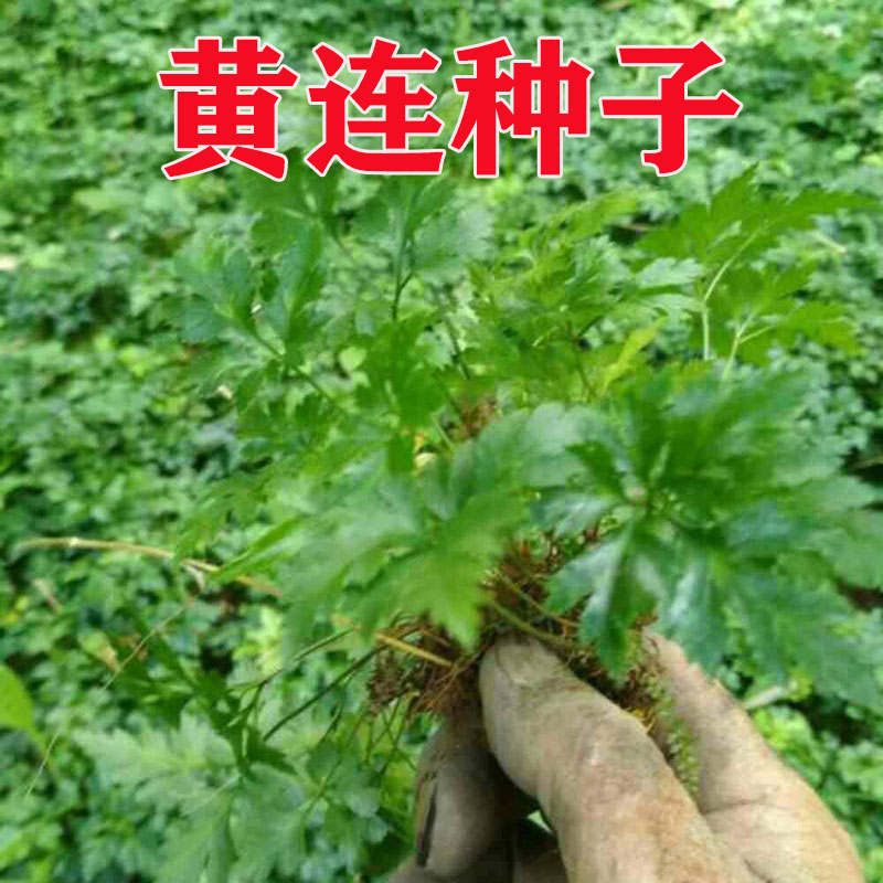 中药材庭院绿植盆景种子