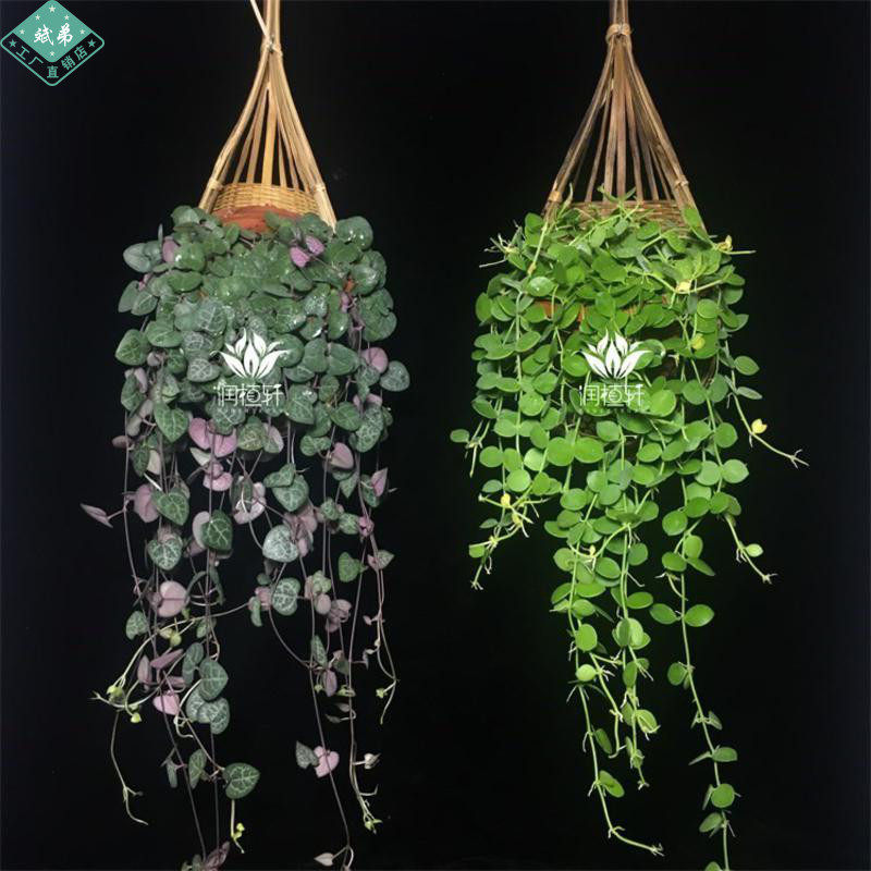 室内花卉盆栽绿植物吊篮多少钱 室内花卉盆栽绿植物吊篮优惠券免费领取 有条鱼