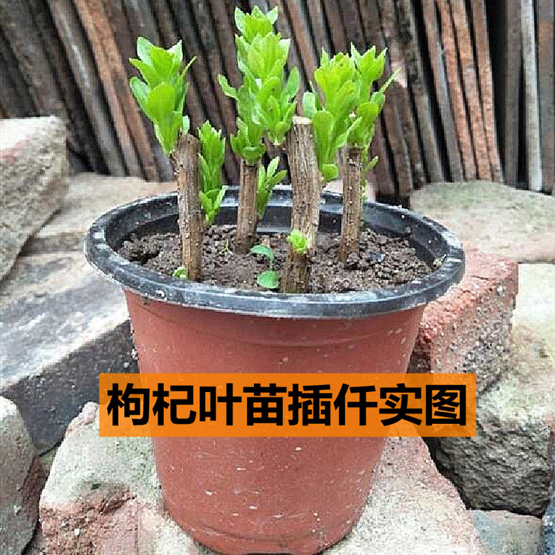食用枸杞叶苗枸杞菜苗大叶插仟苗四季种植蔬菜有根有芽枸杞苗包活