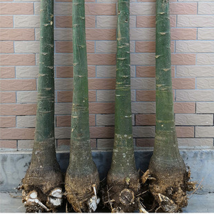 发财树树桩盆栽大型单杆独干步步高办公室内前台客厅绿植物