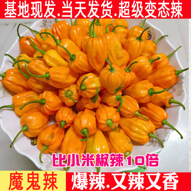 魔鬼辣椒海南辣椒王朝天椒