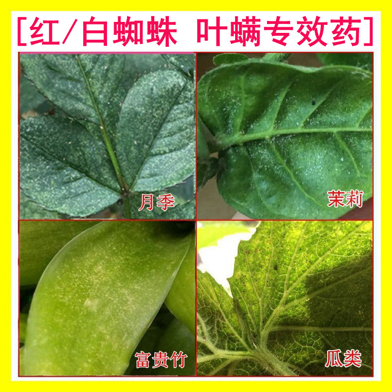 打红蜘蛛白蜘蛛叶螨专用杀虫剂药