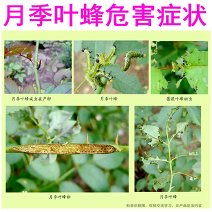 叶蝉专用药杀虫剂+玫瑰月季蔷薇切叶蜂叶峰茎蜂虫害防治技术咨询