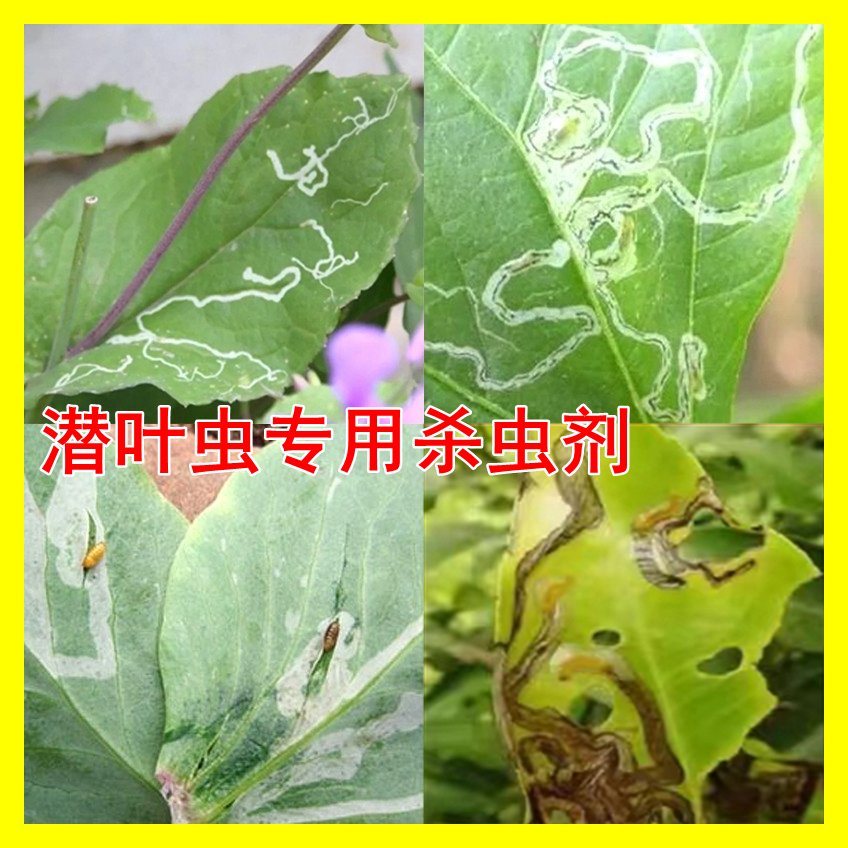 蔬菜花卉柑橘柚子潜叶蝇鬼画符地图虫绘图虫叶蛆夹叶虫专用药杀虫