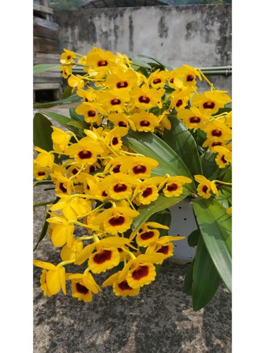 ［一物一拍］精品云南高山鼓槌石斛 花期3-5月 花浓香杆粗品相好