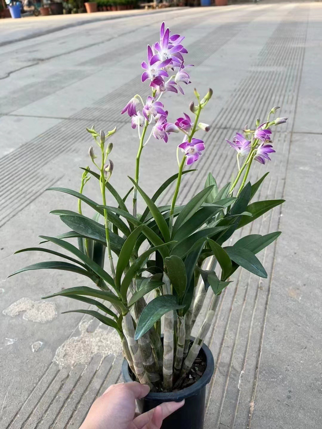 红大明,黄大明石斛,花期1到2月