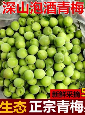 现摘！热卖！青梅鲜果泡酒专用梅