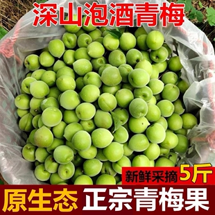 云南青梅现摘酵素新鲜酸梅子5斤泡酒专用梅高山福建诏安青梅鲜果