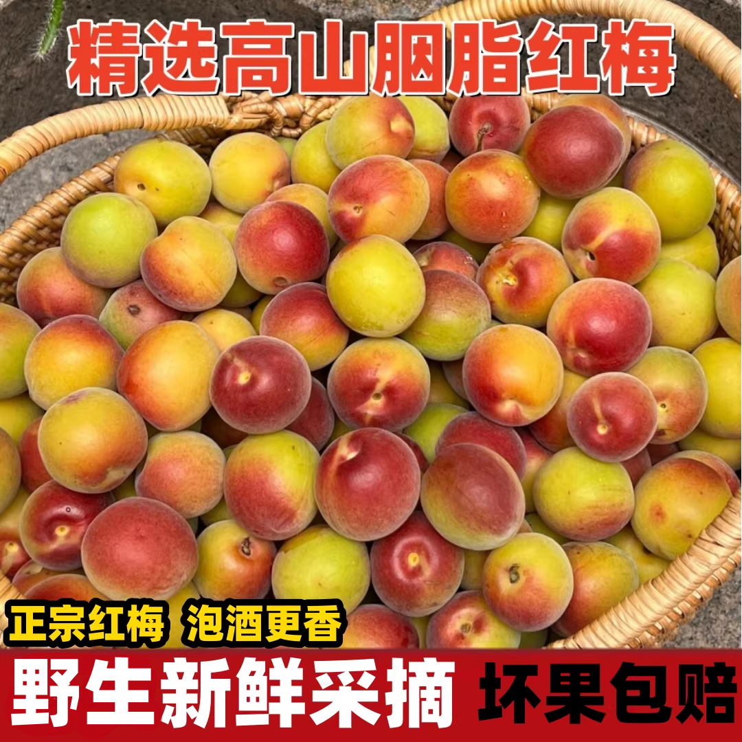 2026云南胭脂梅5斤泡酒专用野生酸梅子新鲜高山现摘正宗胭脂红梅