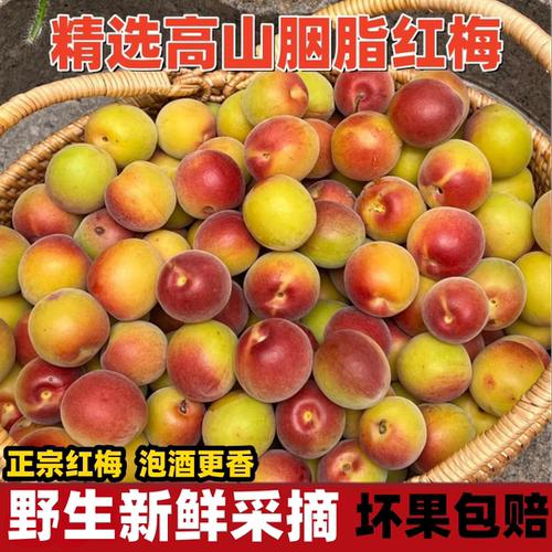 2026云南胭脂梅5斤泡酒专用野生酸梅子新鲜高山现摘正宗胭脂红梅