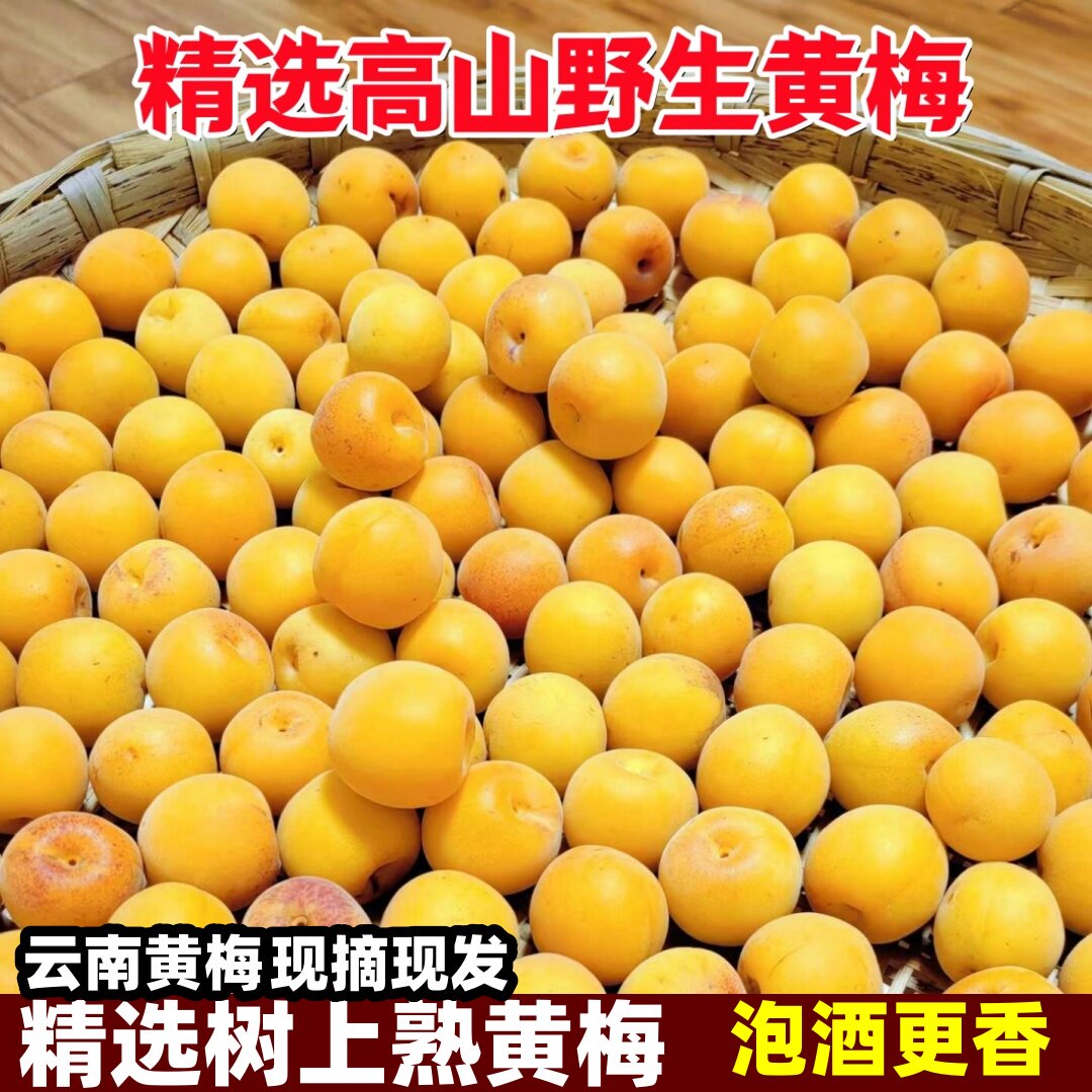 2026云南高山黄梅5斤新鲜现摘泡酒酵素酸梅子树上熟野生黄梅鲜果