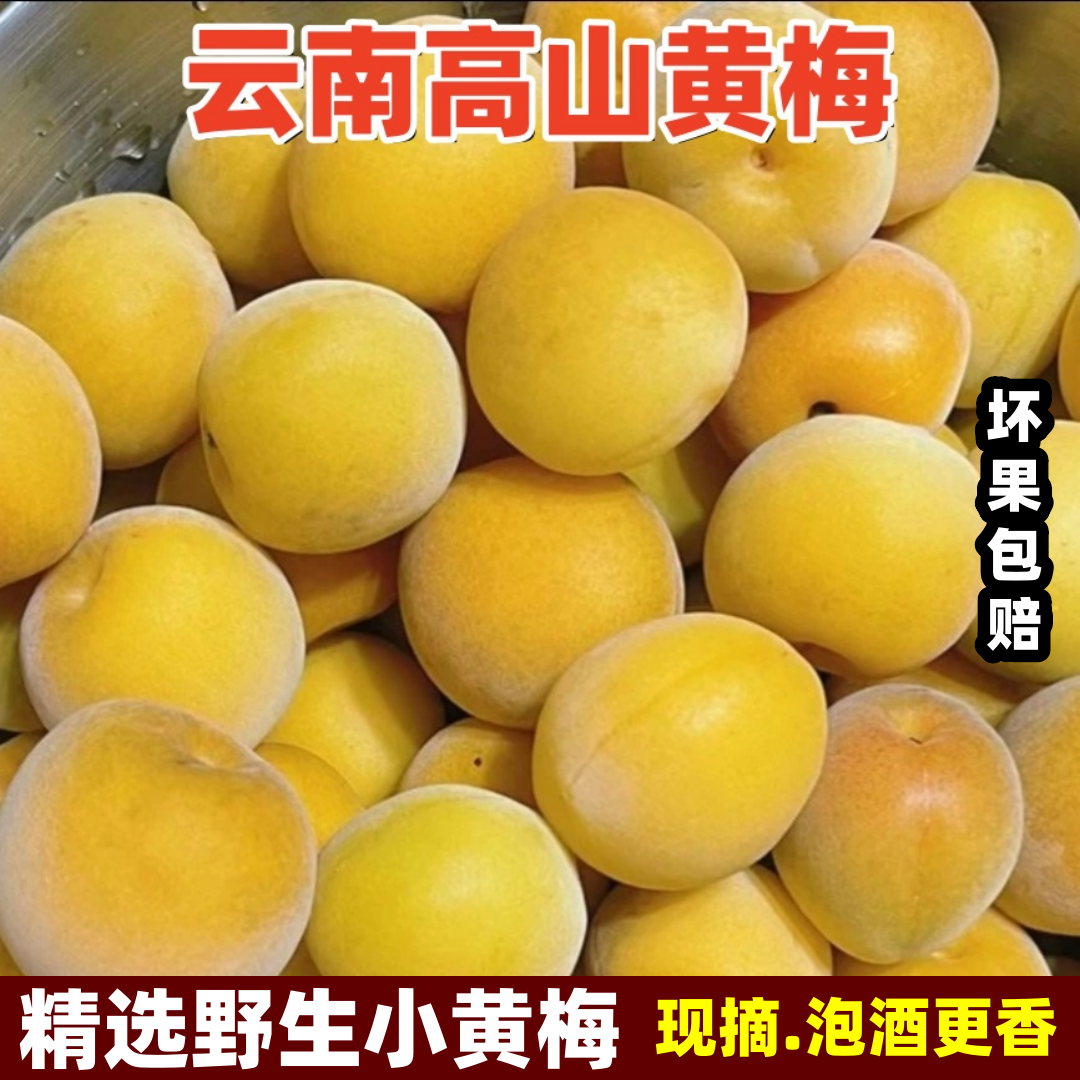 黄梅鲜果 现摘云南黄梅新鲜树上自然熟酸梅子泡酒高山野生黄梅5斤