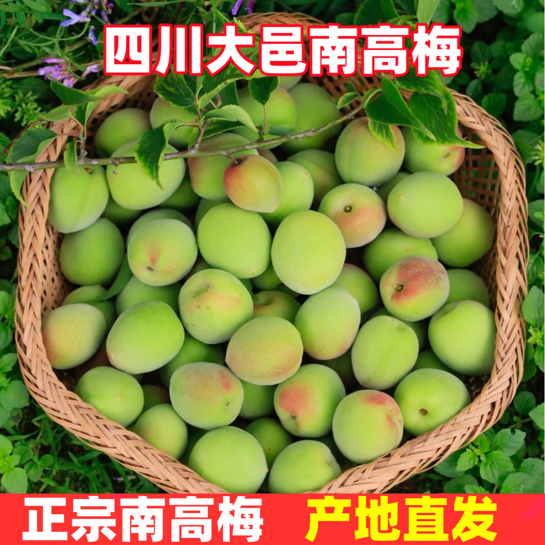 正宗四川大邑南高梅高山现摘新鲜泡酒梅子露专用南高青梅酸梅子