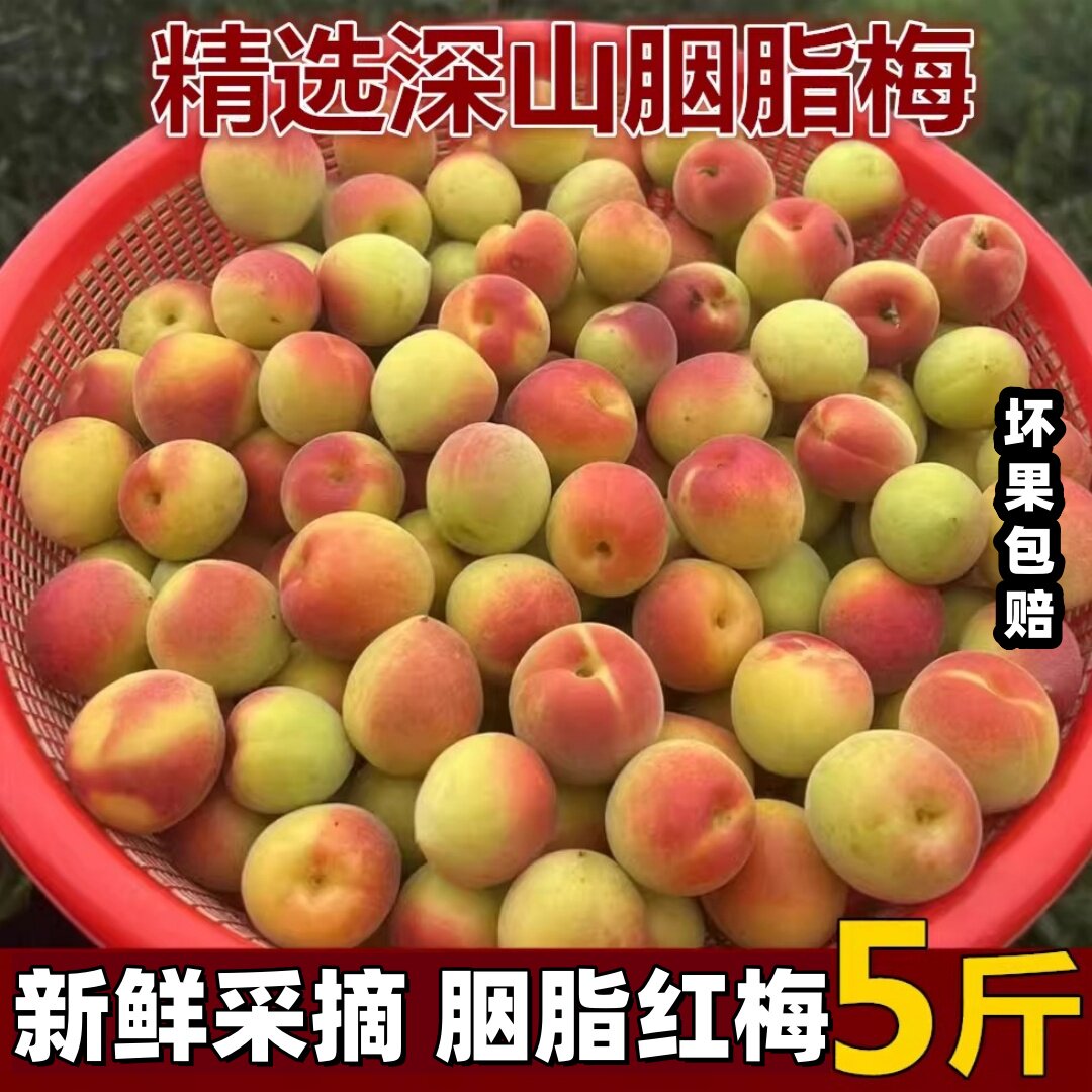 2026精选云南胭脂梅5斤胭脂红梅泡酒酵素现摘新鲜高山野生酸梅子