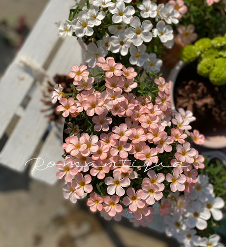 早花品种 Oxalis Sakura 樱花 多年生秋植酢浆草球根