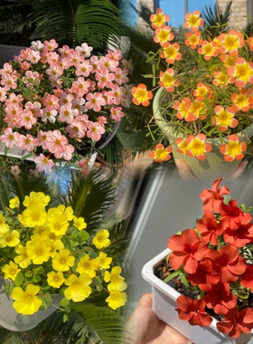 酢浆草【早花品种合集二】趣味秋植爆花球根酢浆草 酢酱草新手植