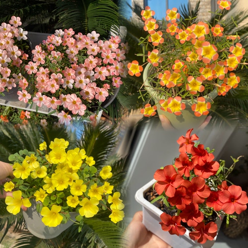 酢浆草【早花品种合集二】趣味秋植爆花球根酢浆草 酢酱草新手植