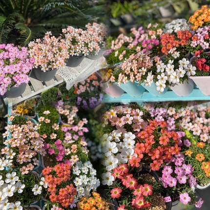 酢浆草【早花品种合集一】趣味秋植爆花球根酢浆草 酢酱草新手植