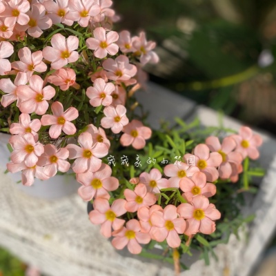 酢浆草灰姑娘辛德瑞拉 Oxalis cinderella多年生秋植酢浆草球根