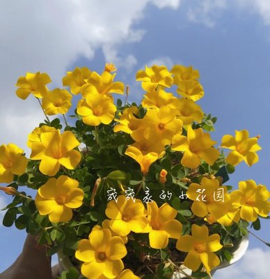 酢浆草早花品种酢浆草奶黄蝴蝶叶 多年生秋植小球根植物花卉