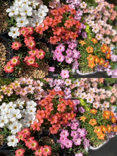 酢浆草【早花品种合集一】趣味秋植爆花球根酢浆草 酢酱草新手植