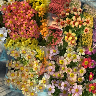 酢浆草（ob晚花系列合集二）多年生秋植球根酢浆草植物 5月发货