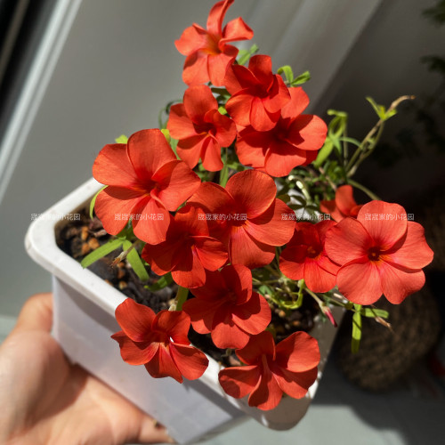 早花酢浆草红丝绸 Oxalis red silk 秋植 多年生 球根植物