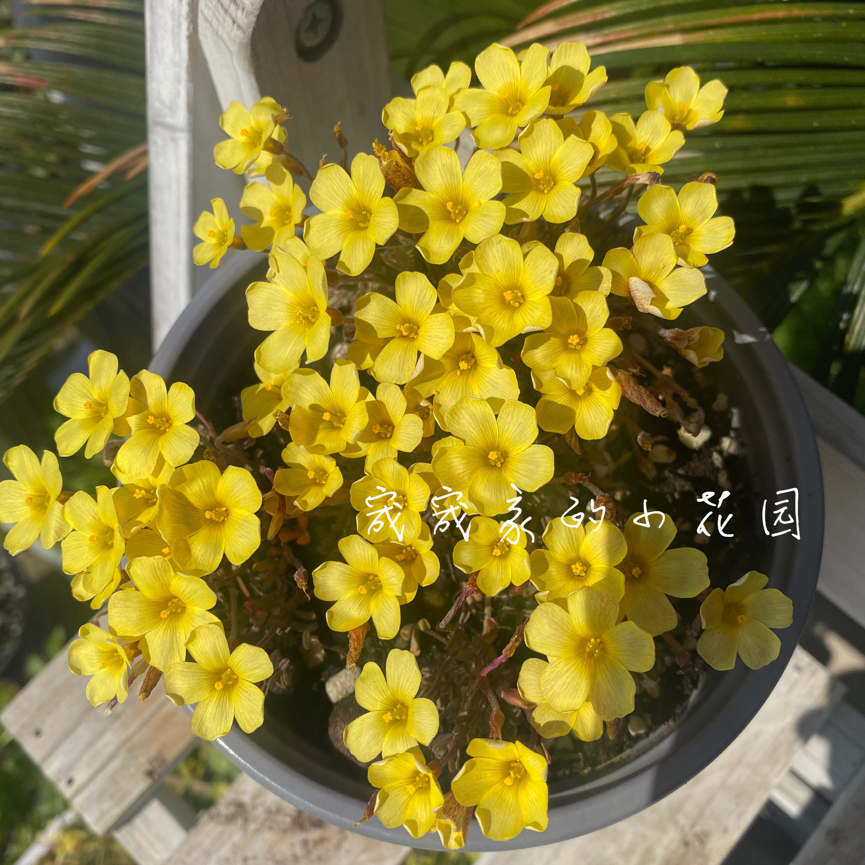现货 Oxalis obtus时令草本花卉
