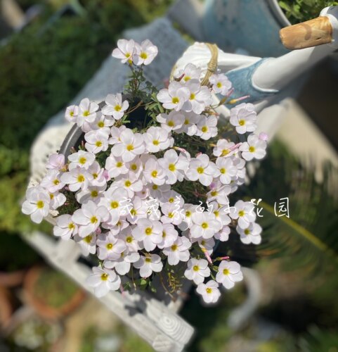 秋植酢浆三叶草早花粉双色冰淇淋多年生球根植物