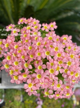 现货 秋植趣味 开花机器酢浆草ob系列萝莉