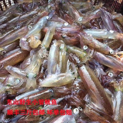 东山海鲜活冻水煮野生笔管鱼