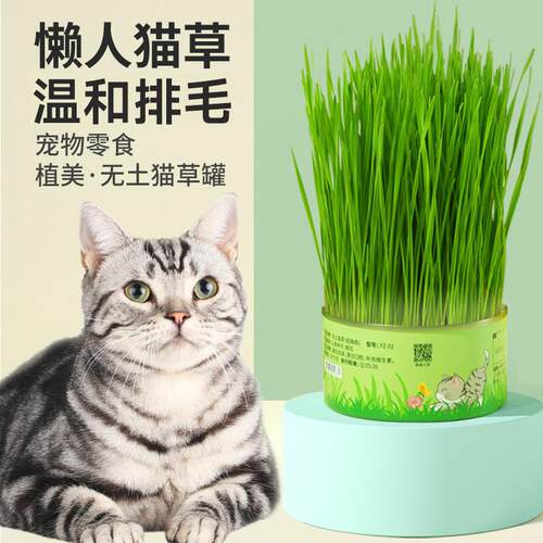 Lazy cat grass canned pet cat snacks ready to eat potted猫草