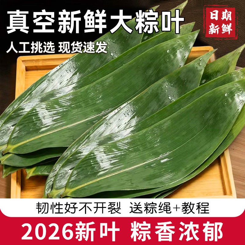 粽子叶新鲜粽叶大号新叶包粽子专用叶子端午节商用批发送绳粽子叶图片