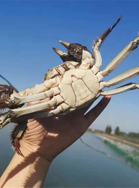 【活蟹】三斤左右大闸蟹公蟹母蟹残蟹鲜活螃蟹残次蟹断脚蟹9~10只