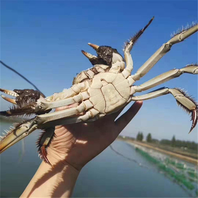 固城湖淳澄大闸蟹残蟹三斤公母蟹