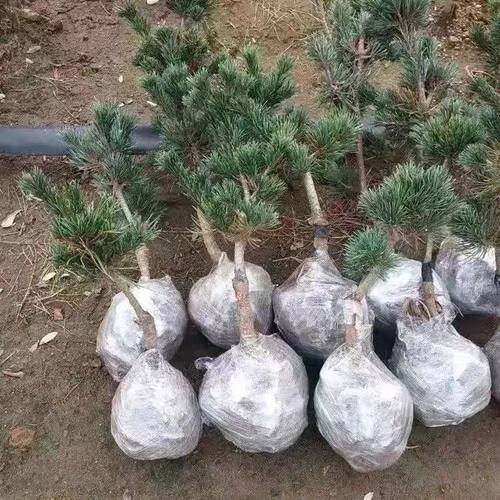 日本精品嫁接短针五针松宫岛大阪松素材小苗树苗盆栽庭院耐寒树苗