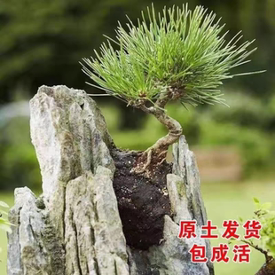 三河短针黑松室内桌面盆景好养易活造型盆景老桩小松树文人黑松