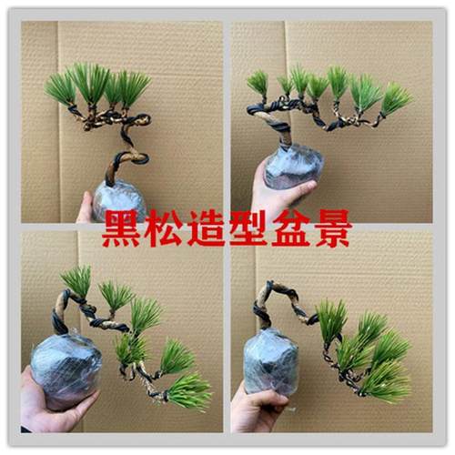 造型黑松老桩五针松小苗盆景短针绿植四季常青耐寒迎客松阳台室内
