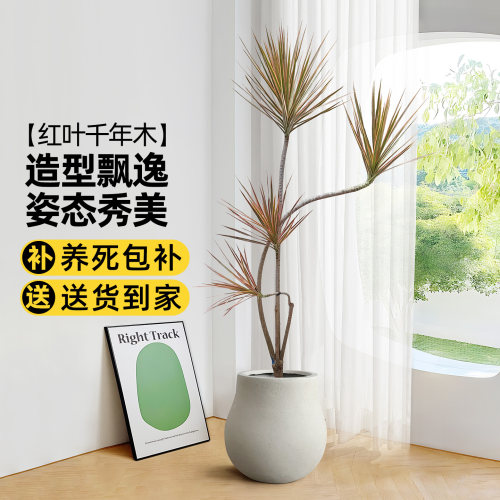 造型红叶千年木盆栽绿植七彩铁
