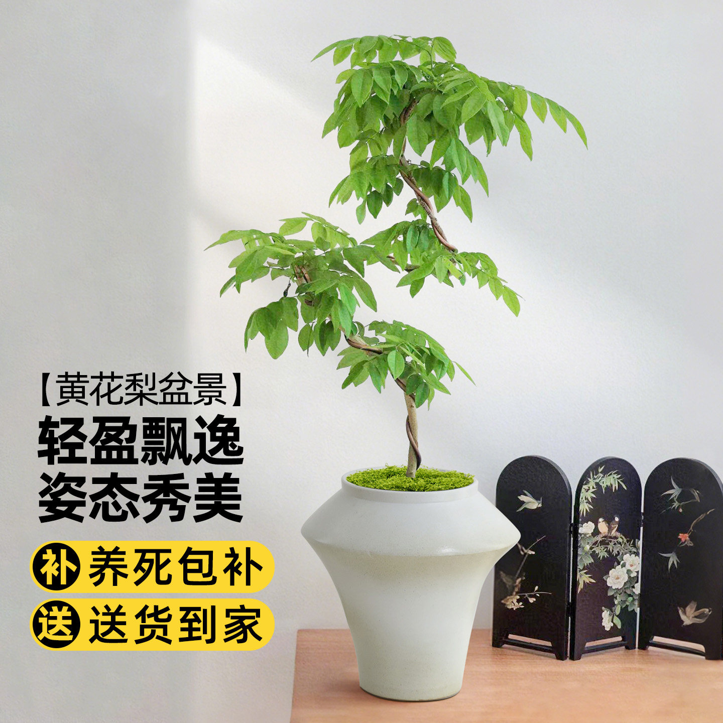 黄花梨盆栽香枝树客厅室内好养绿植办公室桌面植物海南老桩黄花梨