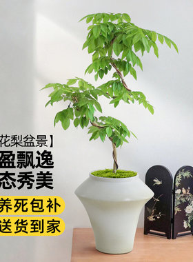 正宗海南老桩黄花梨盆栽基地直发