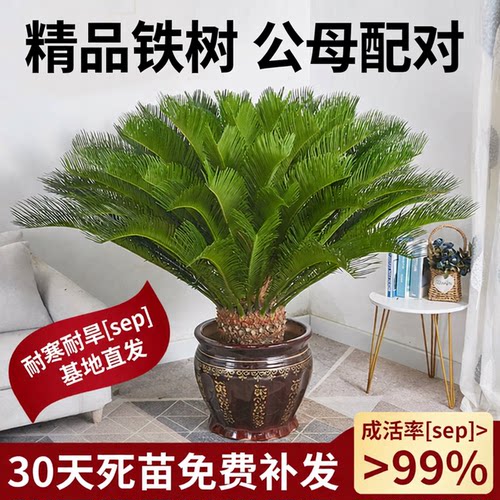 铁树公母一对大盆栽丨送货上门