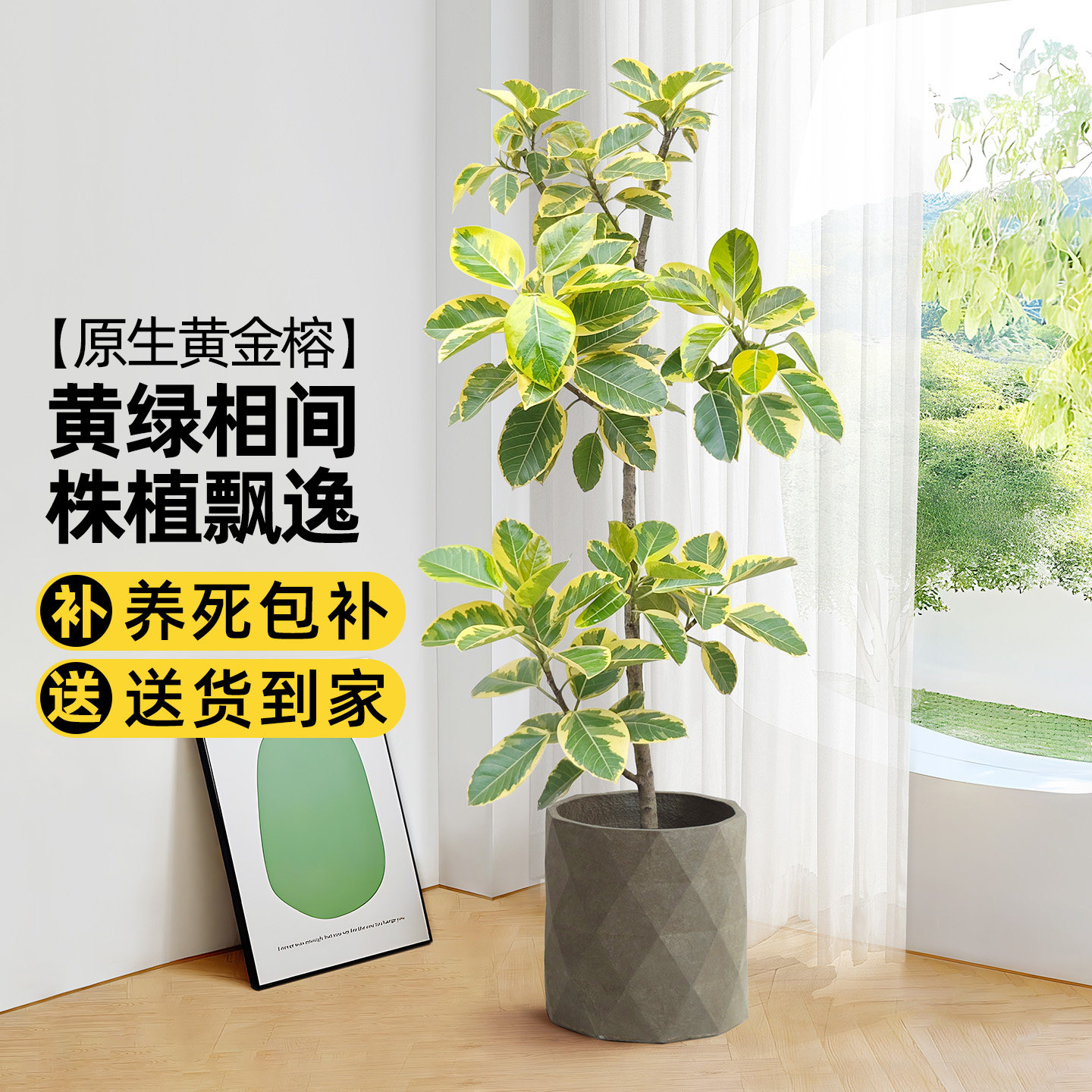 黄金榕客厅绿植大号盆景图片