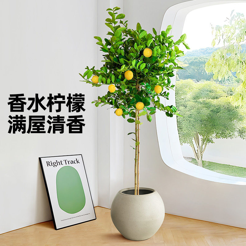 柠檬树客厅绿植香水果树开花植物除甲醛北欧网红绿植大型树苗盆栽,鲜花速递/花卉仿真/绿植园艺,大型绿植/成品组合盆栽,淘宝优惠券,粉丝福利购,淘宝优惠卷