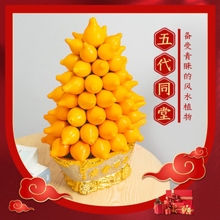 【年宵花】五代同堂盆栽黄金果乳茄新年装饰观赏长寿盆景五指茄果